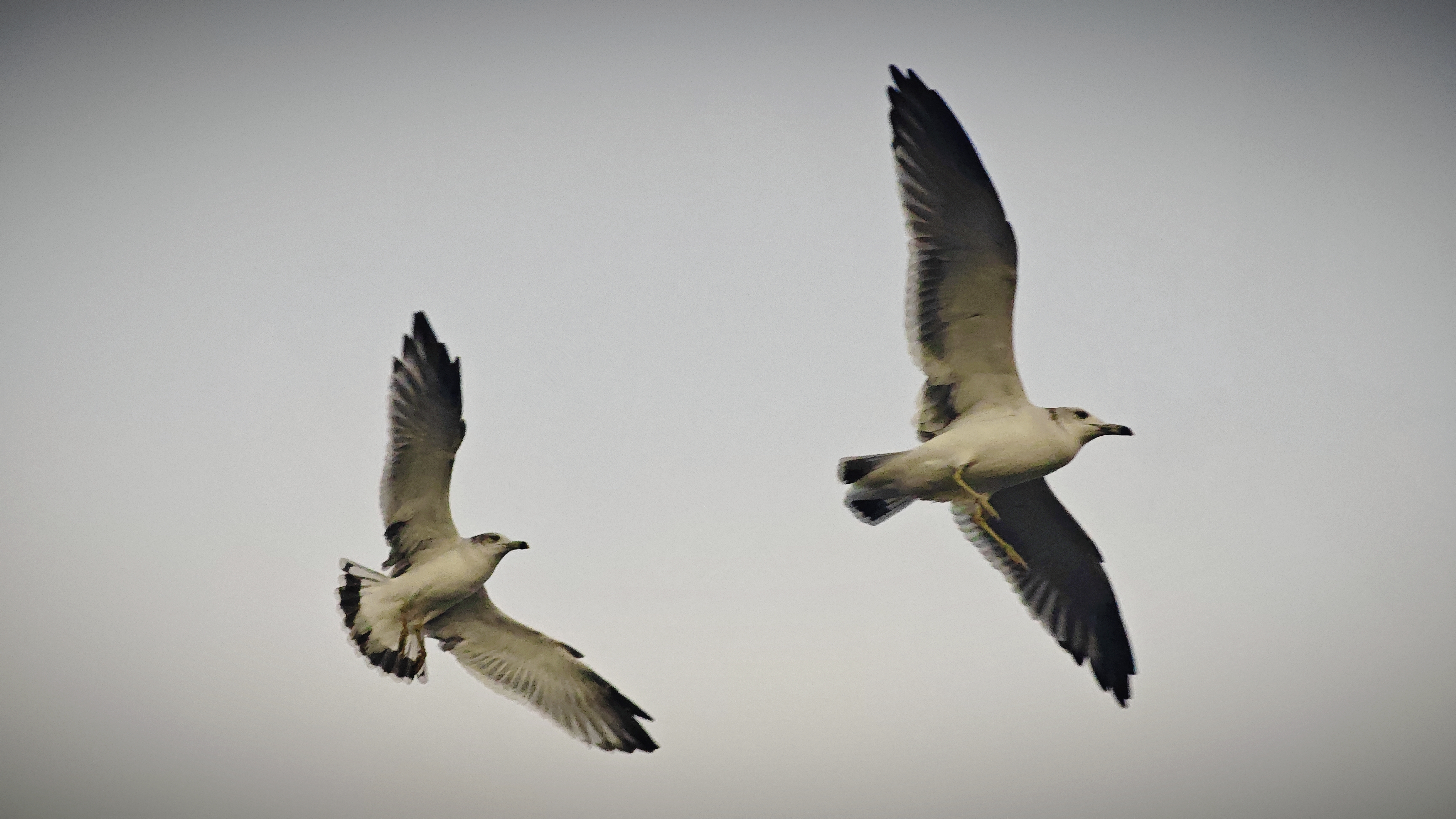 老板您天天发财