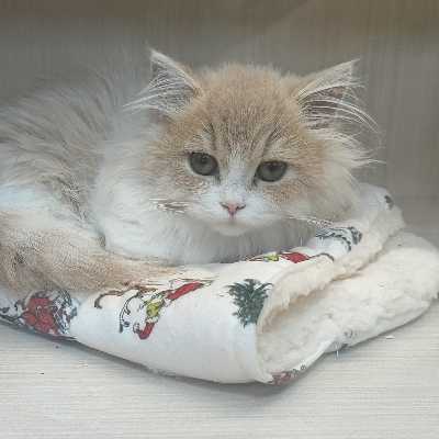 炼金废品回收站