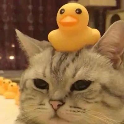 汪汪碎冰冰来了